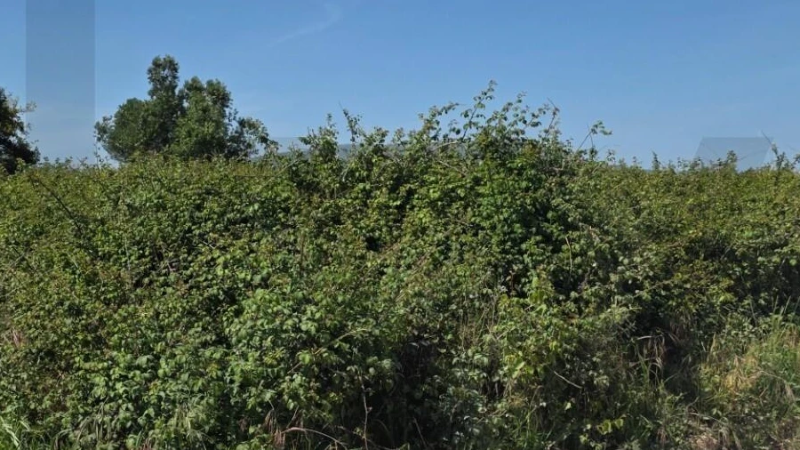 Terreno para Venda em Olhalvo