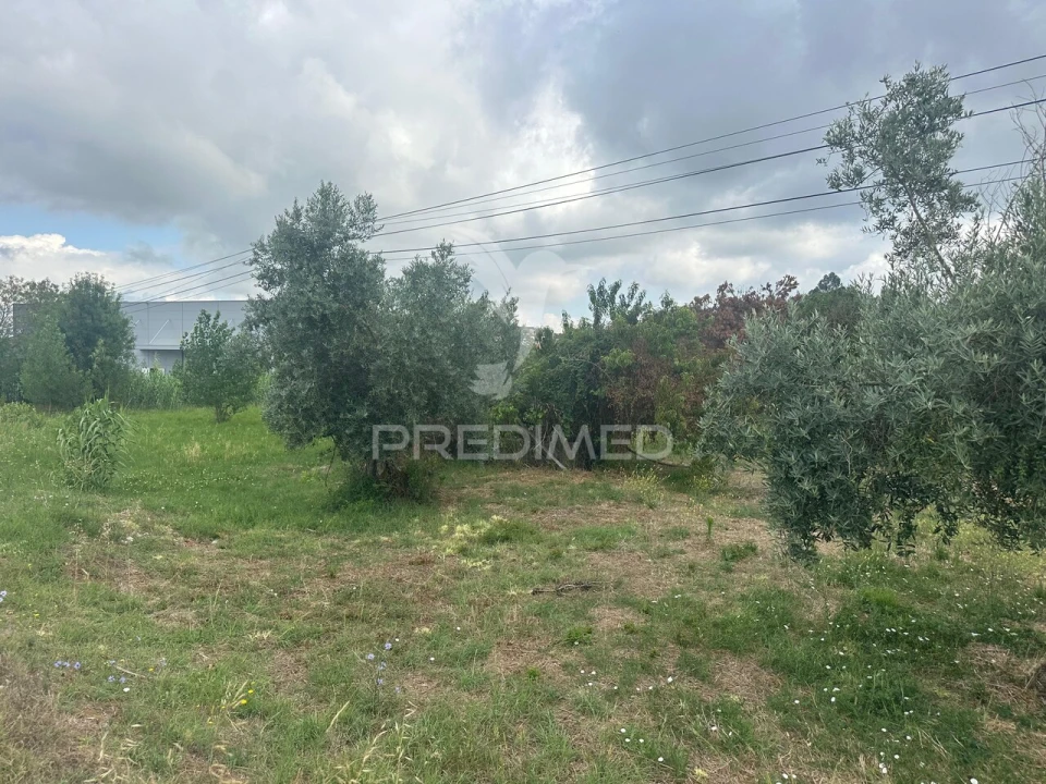 Terreno para Venda em São João da Ribeira e Ribeira de São João Foto 6