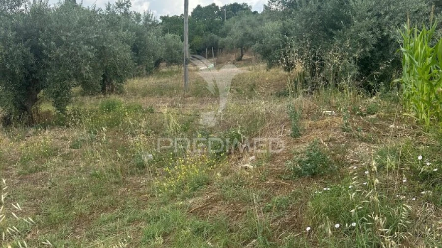 Terreno para Venda em São João da Ribeira e Ribeira de São João