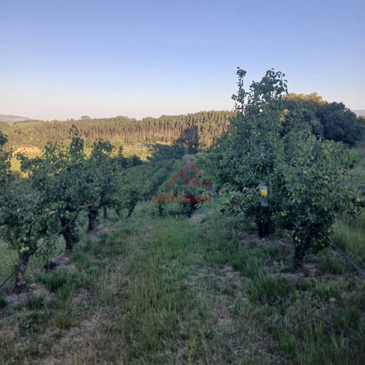 Terreno Misto para Venda em Carvalhal Foto 3