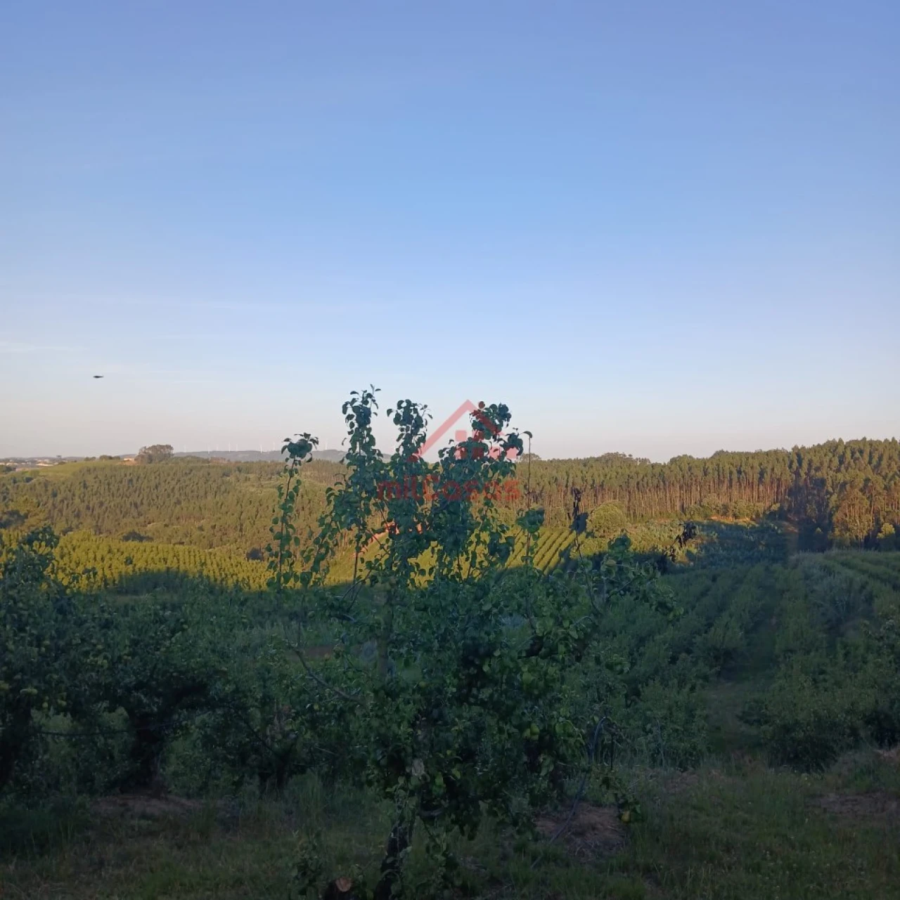 Terreno Misto para Venda em Carvalhal Foto 5