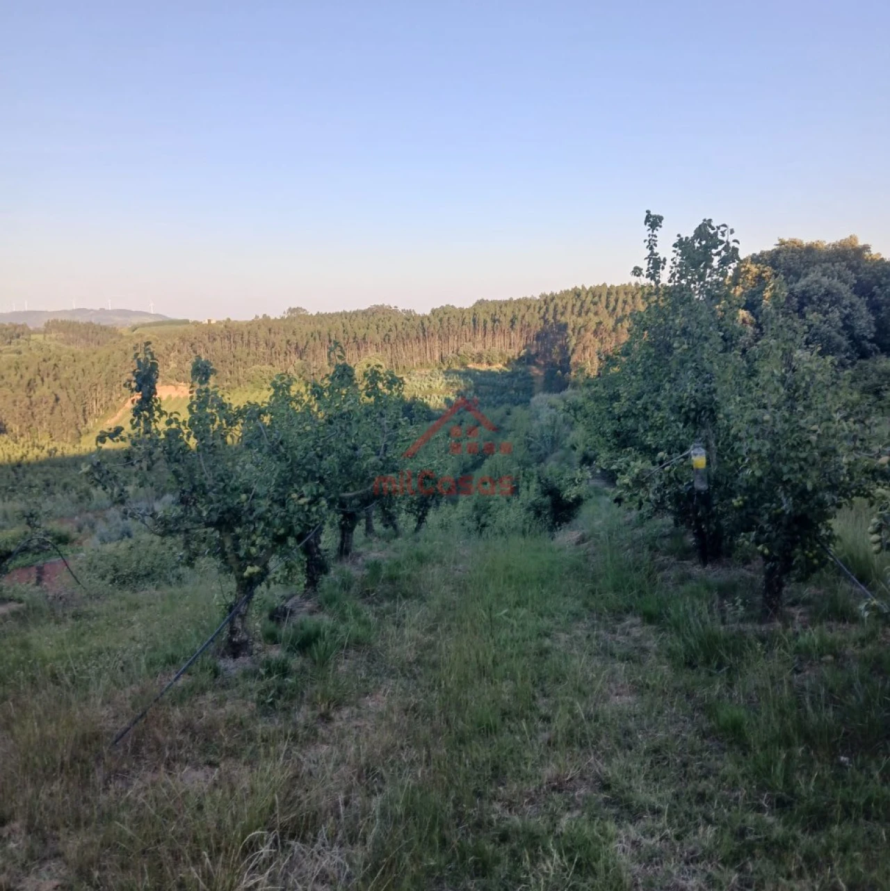 Terreno Misto para Venda em Carvalhal Foto 9