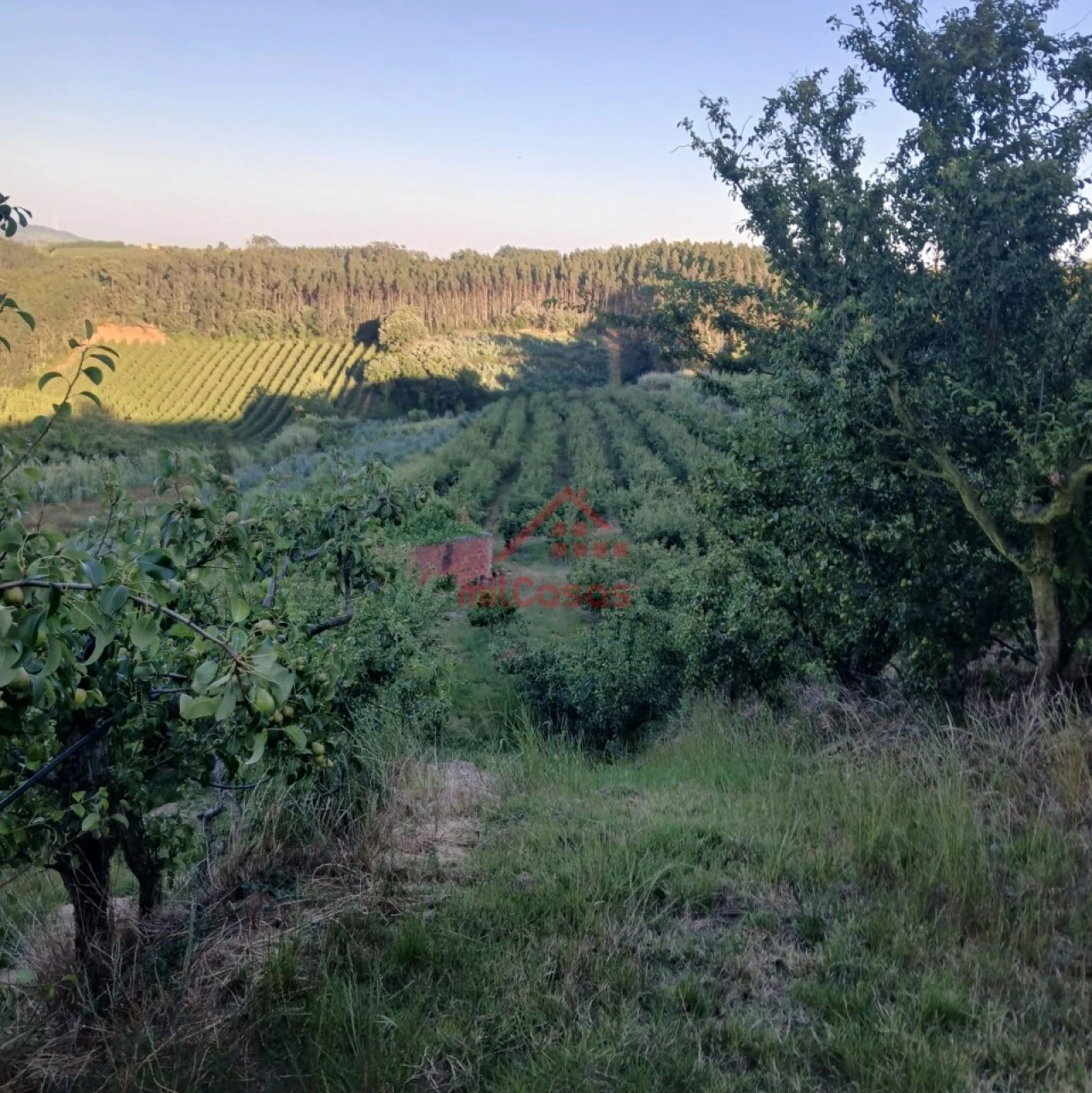 Terreno Misto para Venda em Carvalhal Foto 19
