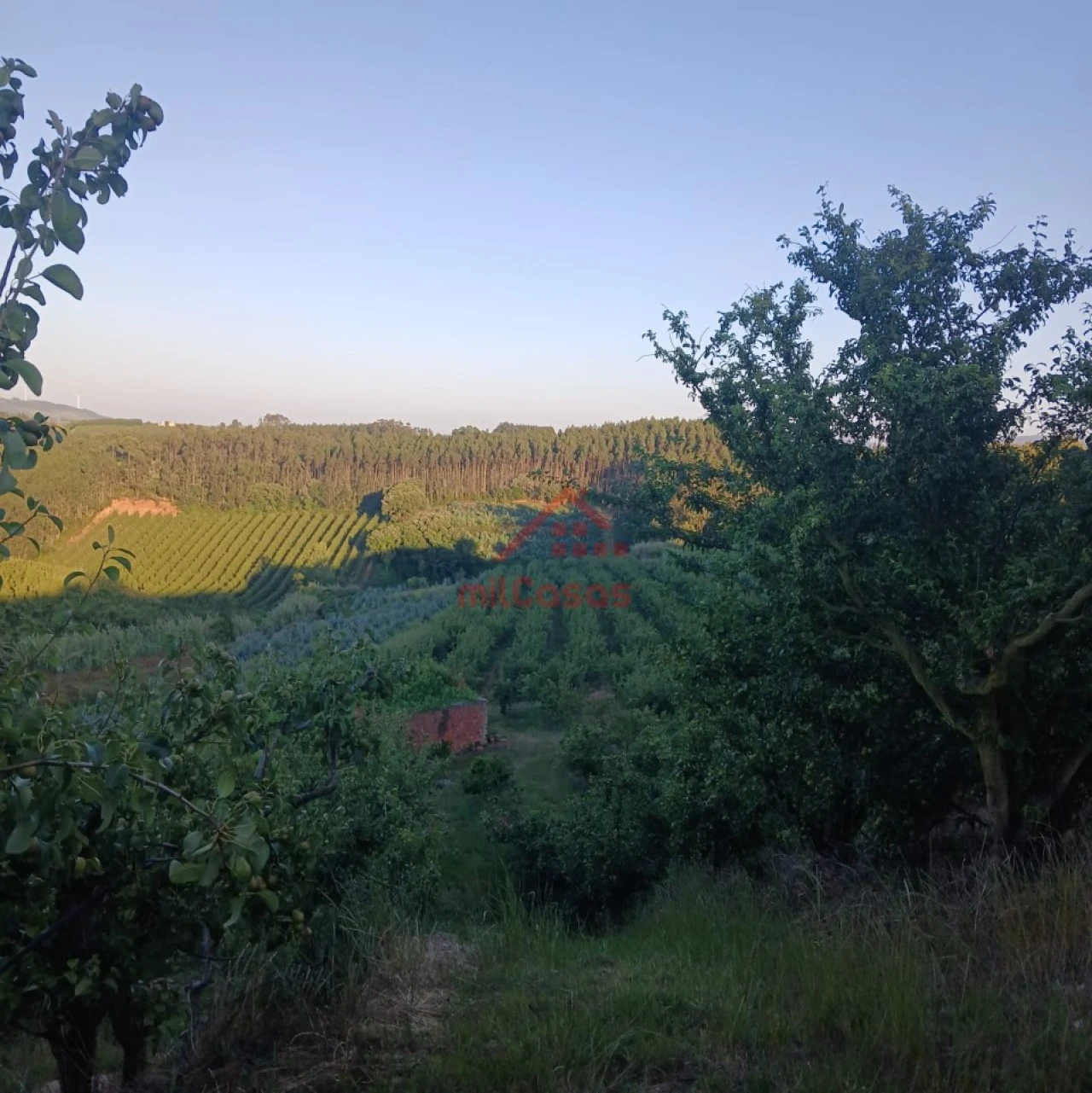 Terreno Misto para Venda em Carvalhal Foto 20