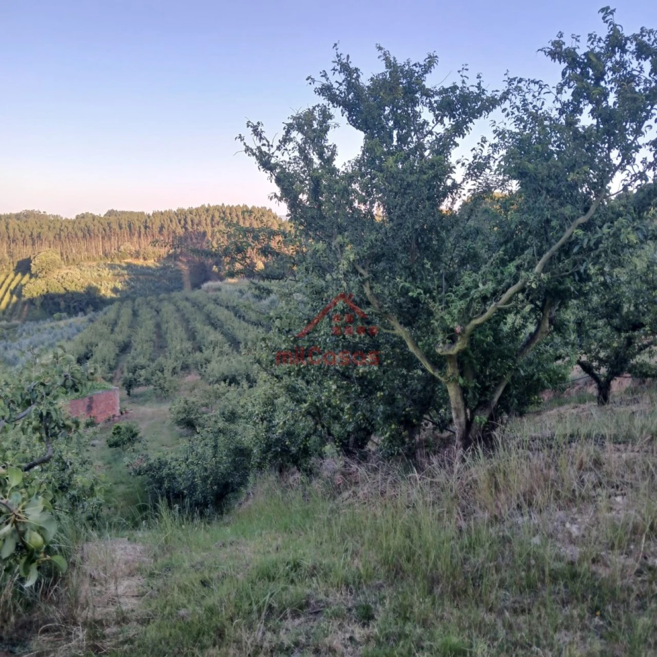 Terreno Misto para Venda em Carvalhal Foto 21