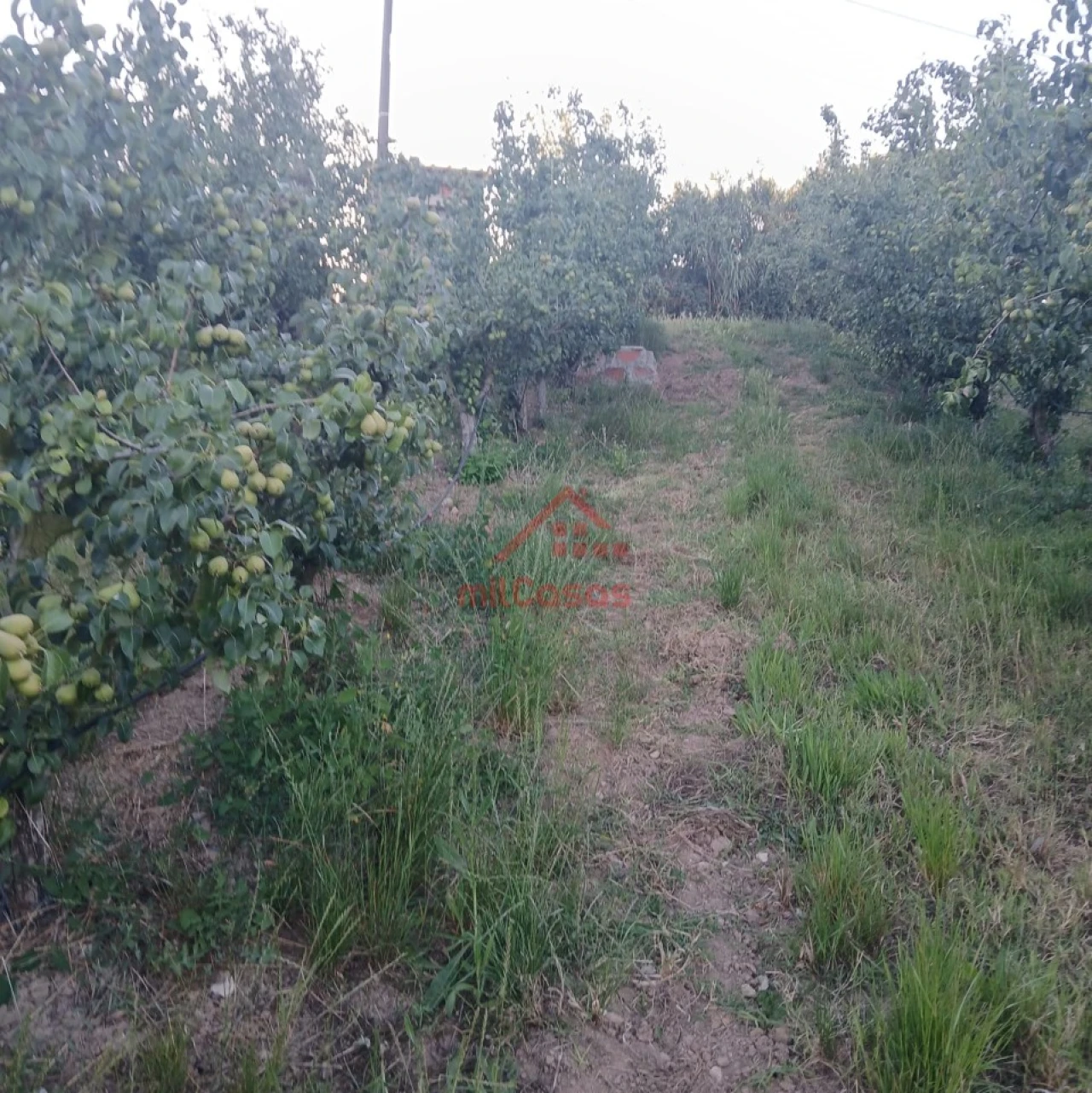 Terreno Misto para Venda em Carvalhal Foto 22