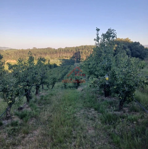 Terreno Misto para Venda em Carvalhal