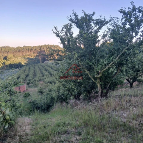 Terreno Misto para Venda em Carvalhal