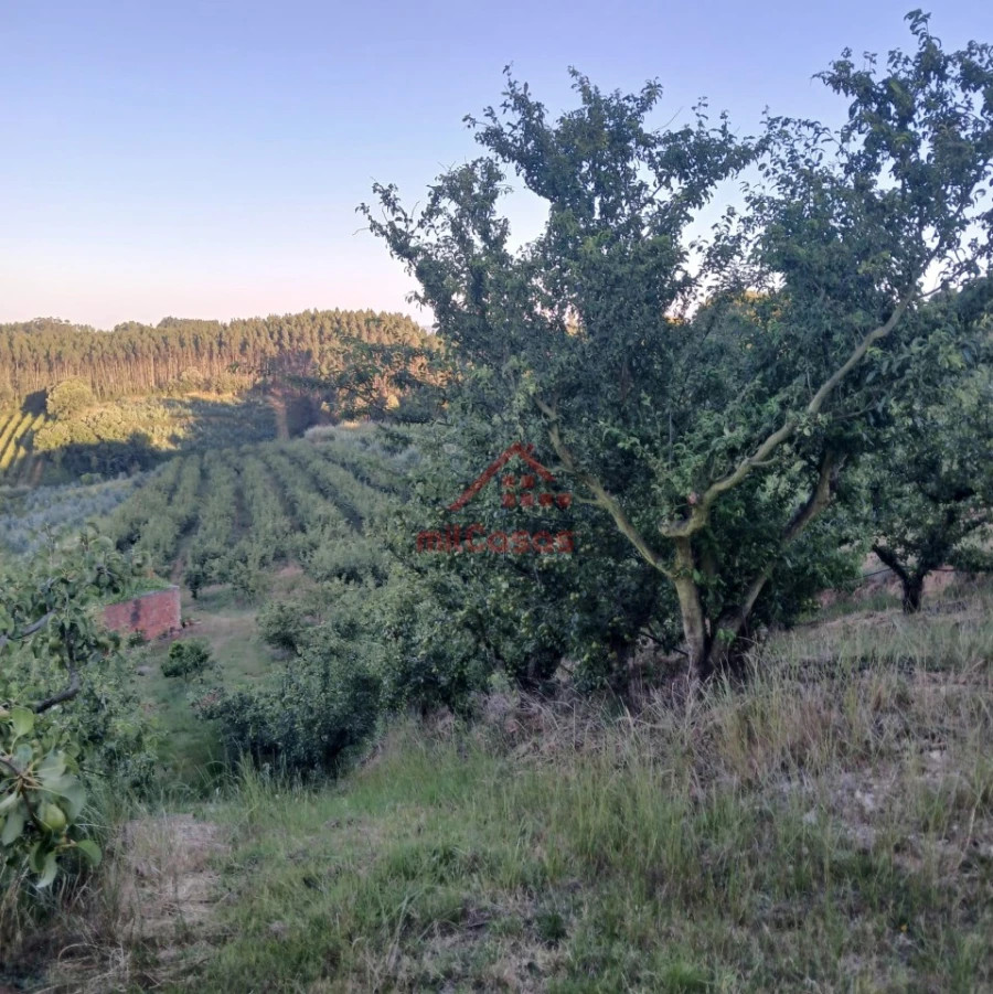 Terreno Misto para Venda em Carvalhal Foto 21
