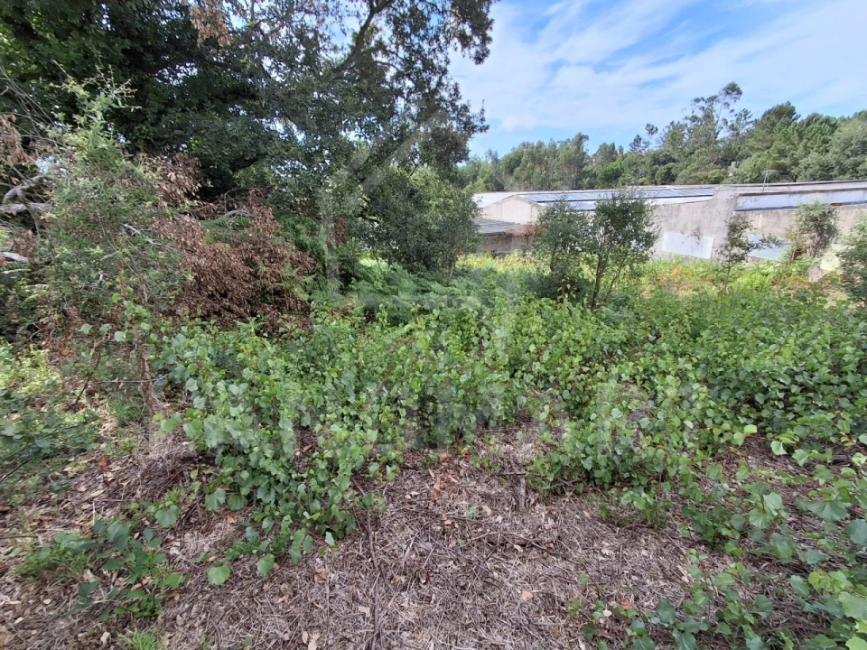 Terreno para Venda em Benedita Foto 2