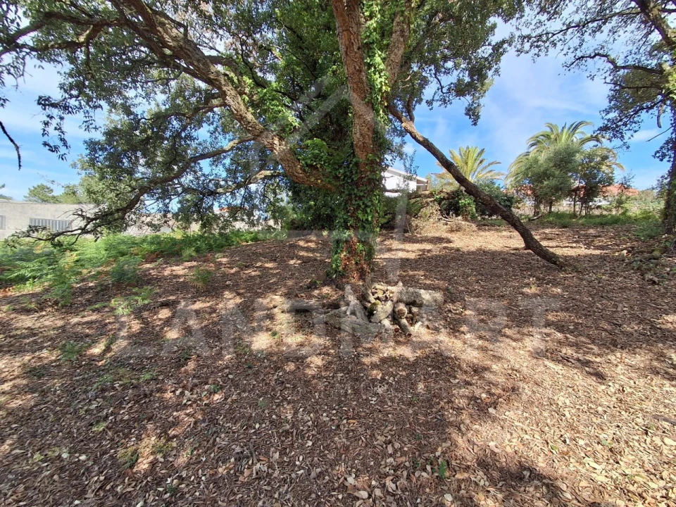Terreno para Venda em Benedita Foto 3
