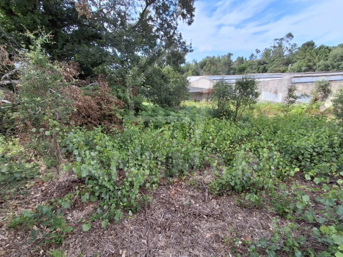 Terreno para Venda em Benedita Foto 2