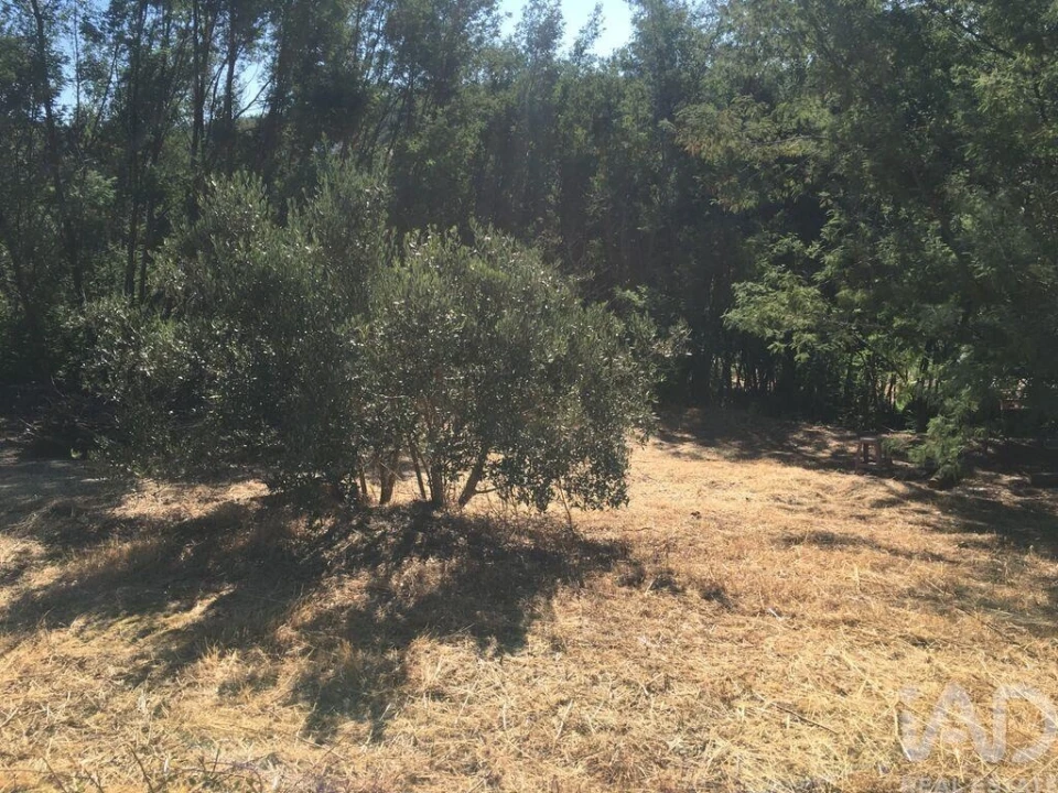 Terreno para Venda em Carvoeiro Foto 6