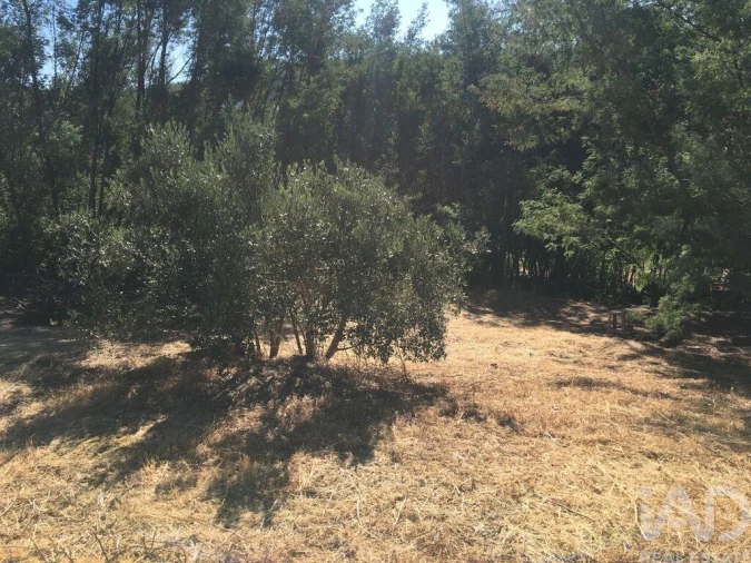 Terreno para Venda em Carvoeiro Foto 6