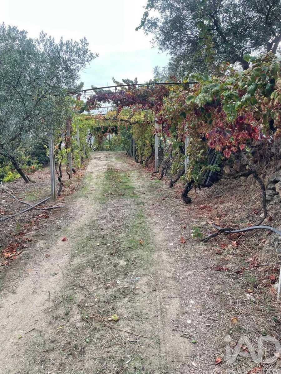 Quinta T3 para Venda em Carlão e Amieiro Foto 19