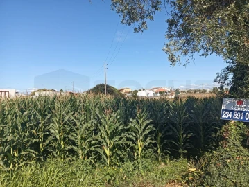 Terreno para Venda em Cacia