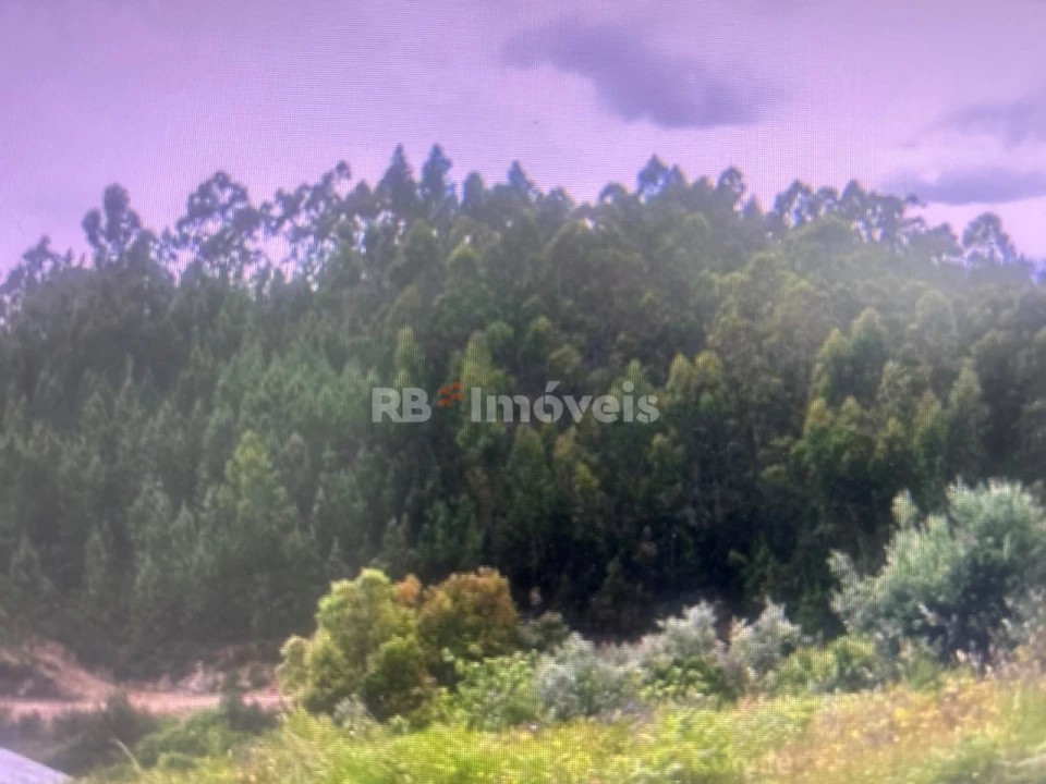 Terreno Agricola ou Rústico para Venda em Amendoa Foto 2