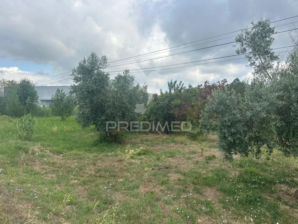 Terreno para Venda em São João da Ribeira e Ribeira de São João Foto 6