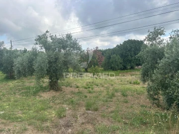 Terreno para Venda em São João da Ribeira e Ribeira de São João