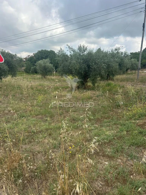Terreno para Venda em São João da Ribeira e Ribeira de São João