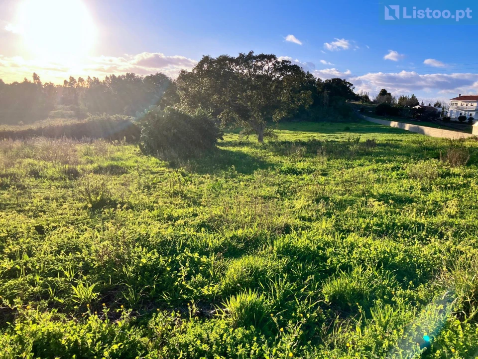 Terreno para Venda em Igreja Nova e Cheleiros Foto 8