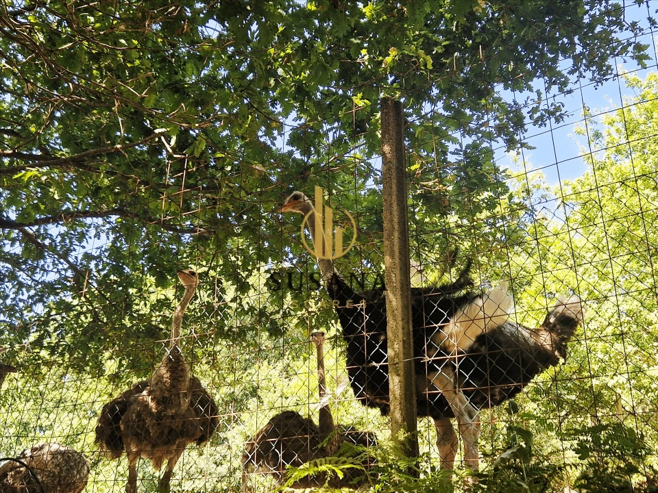 Quinta T3 para Venda em Gove Foto 28