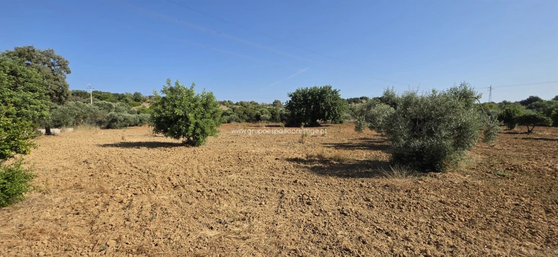 Terreno Agricola ou Rústico para Venda em Quelfes Foto 2