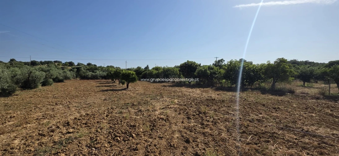 Terreno Agricola ou Rústico para Venda em Quelfes Foto 6