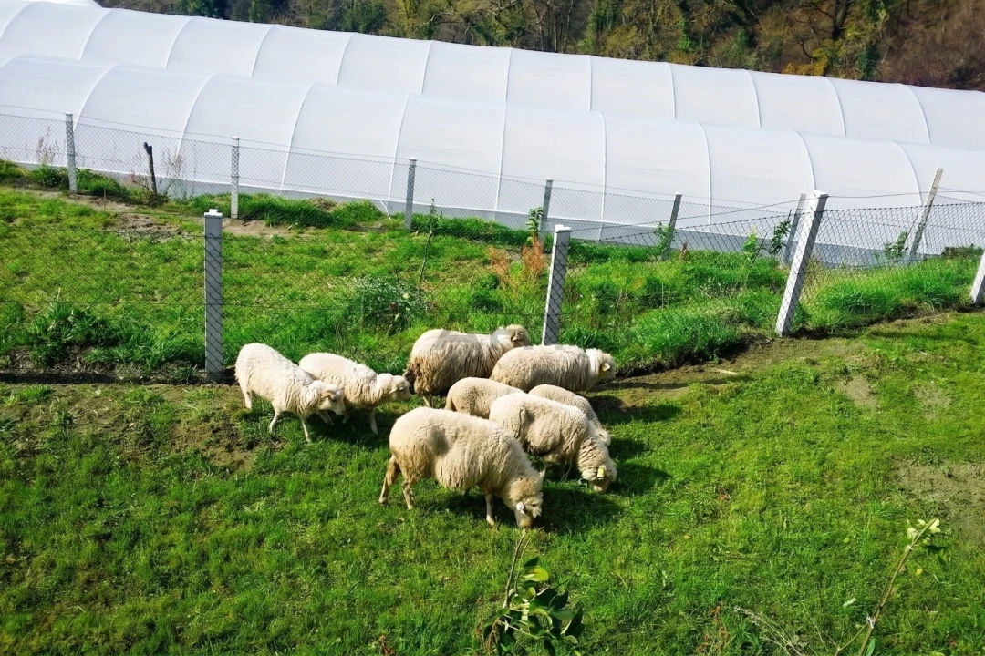 Terreno para Venda em Estorãos Foto 5