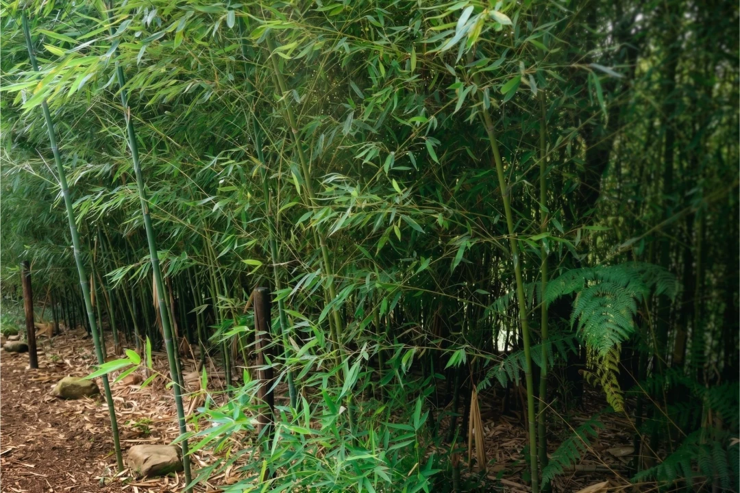 Terreno para Venda em Estorãos Foto 17