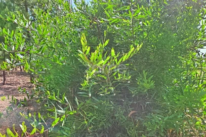 Moradia T1 para Venda em Marinha das Ondas