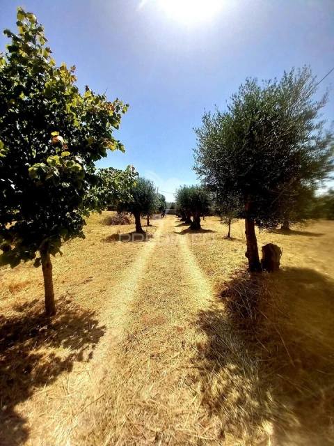 Quinta T2 para Venda em Terrugem e Vila Boim