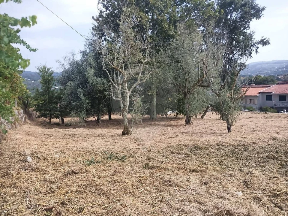 Terreno para Venda em Várzea, Aliviada e Folhada Foto 6