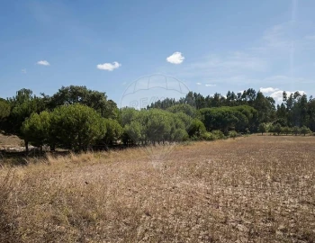 Terreno para Arrendamento em Aveiras de Cima