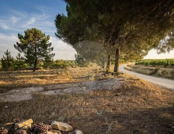 Terreno para Arrendamento em Aveiras de Cima