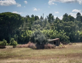 Terreno para Arrendamento em Aveiras de Cima