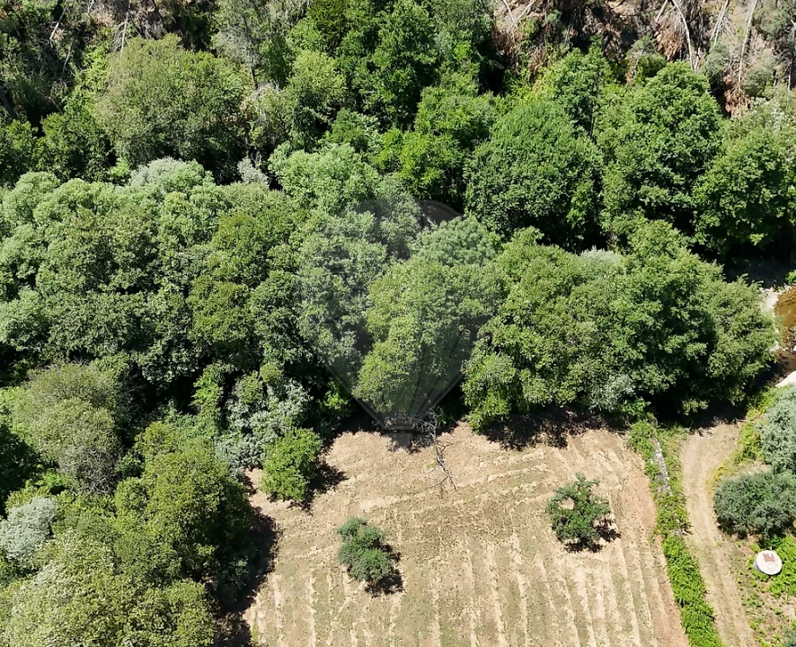 Terreno para Venda em Janeiro de Cima e Bogas de Baixo Foto 1