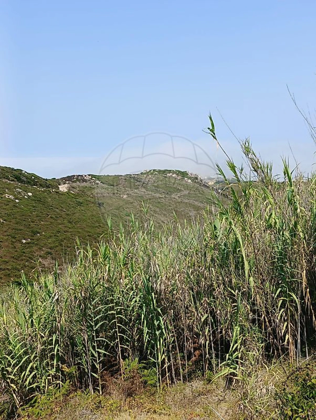 Terreno para Venda em Colares Foto 4