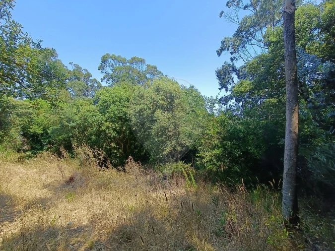Terreno para Venda em Colares Foto 4