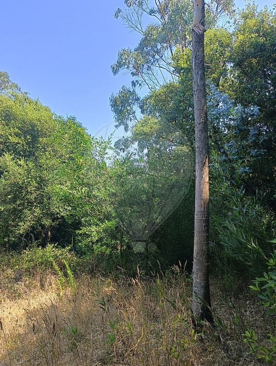 Terreno para Venda em Colares Foto 3