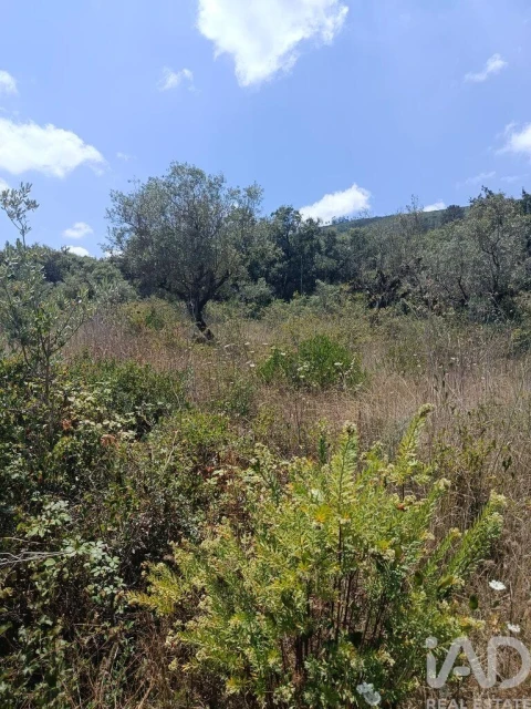 Terreno para Venda em Arrimal e Mendiga