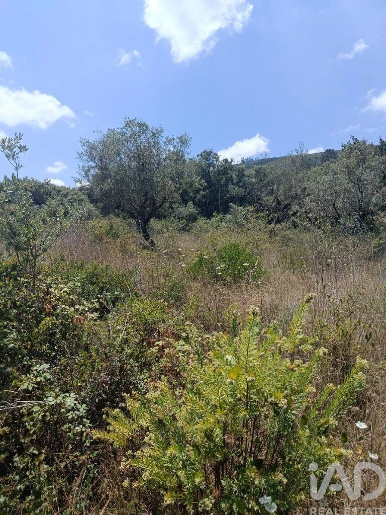 Terreno para Venda em Arrimal e Mendiga Foto 3