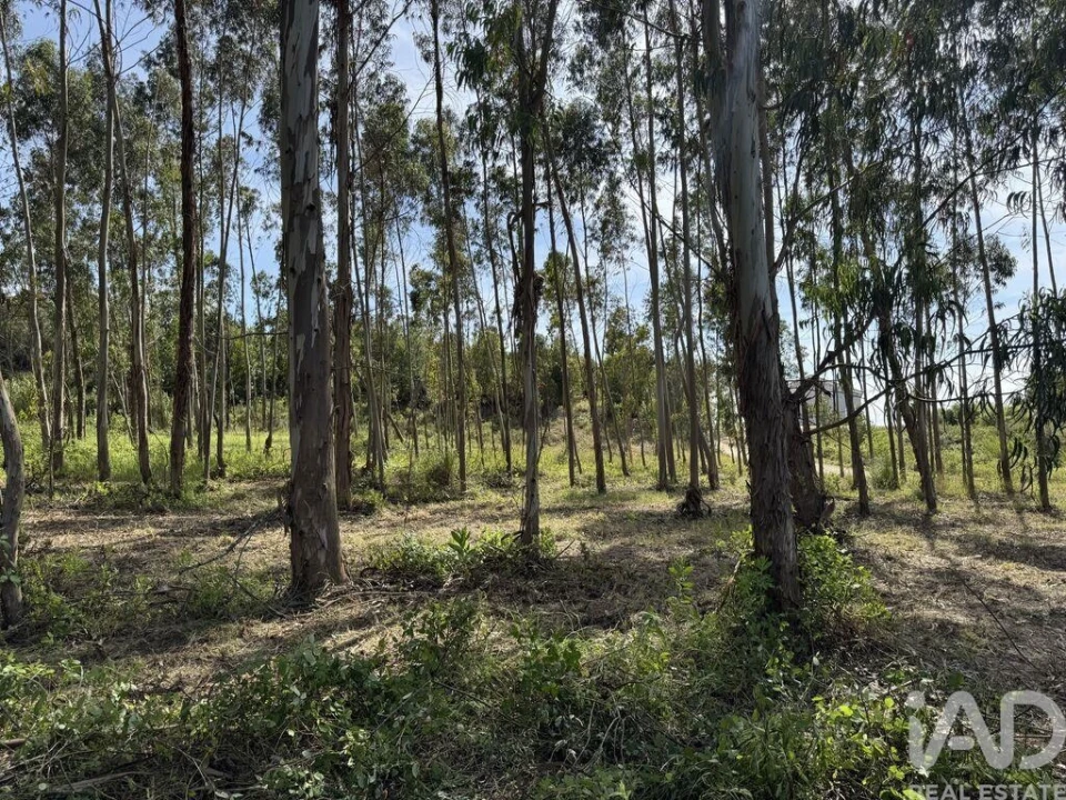 Terreno para Venda em Olhalvo Foto 27