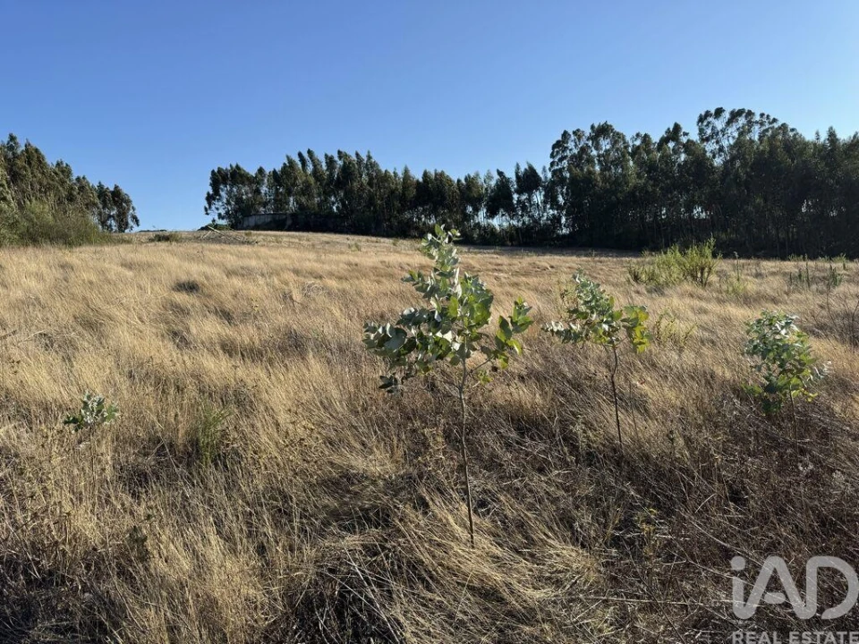 Terreno para Venda em Olhalvo Foto 17