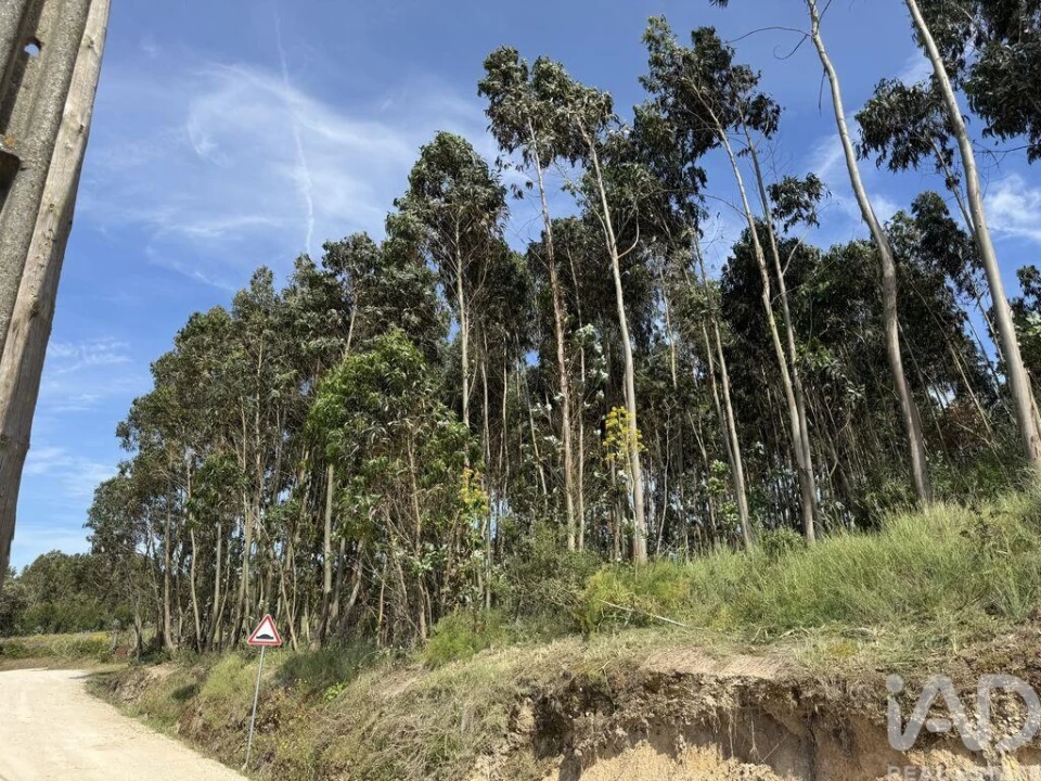 Terreno para Venda em Olhalvo Foto 6