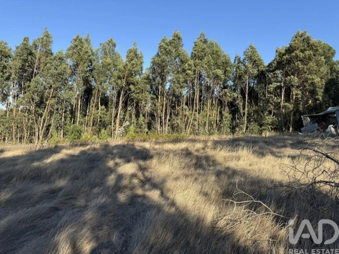 Terreno para Venda em Olhalvo Foto 13