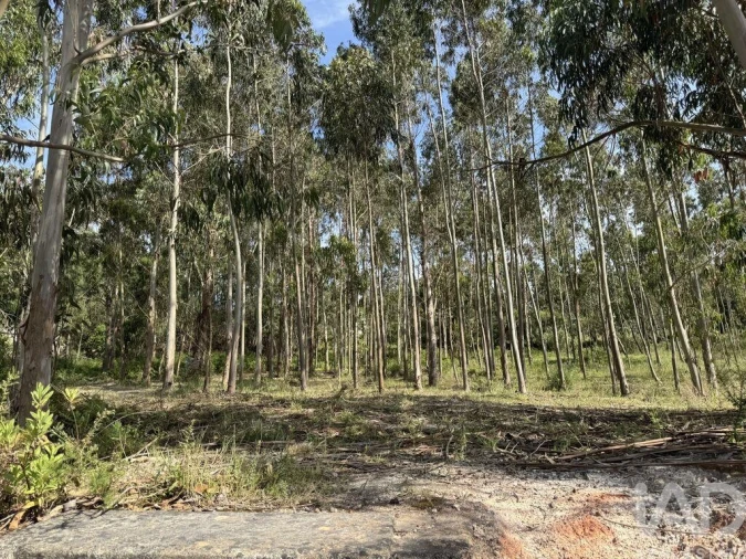 Terreno para Venda em Olhalvo Foto 24