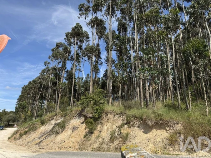 Terreno para Venda em Olhalvo Foto 5