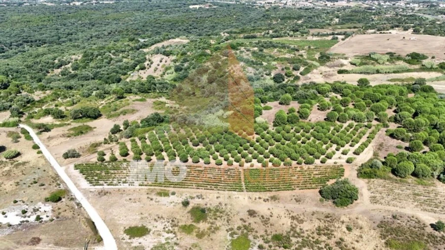 Terreno para Venda em Manique do Intendente, Vila Nova de São Pedro e Maçussa Foto 3