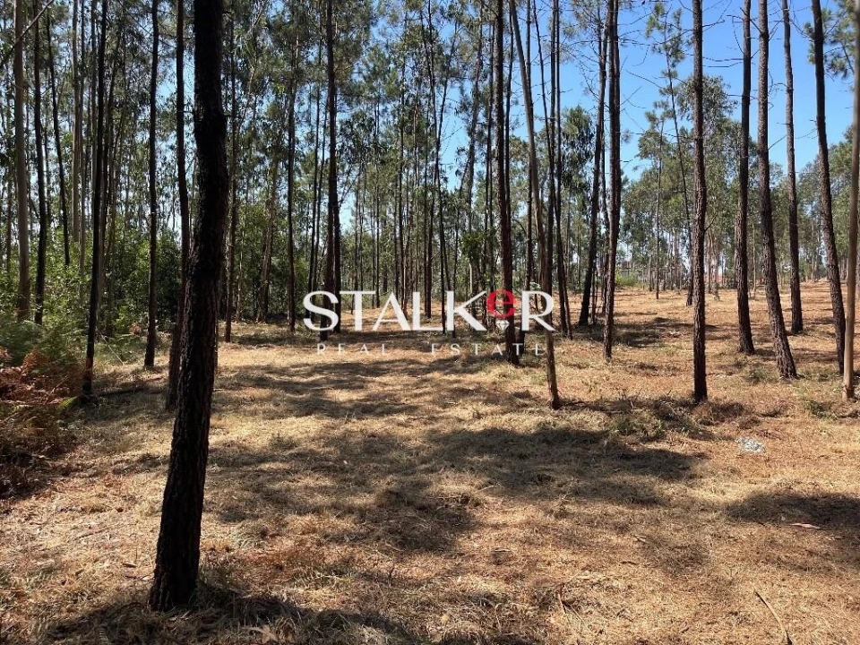 Terreno para Venda em São João de Ver Foto 6